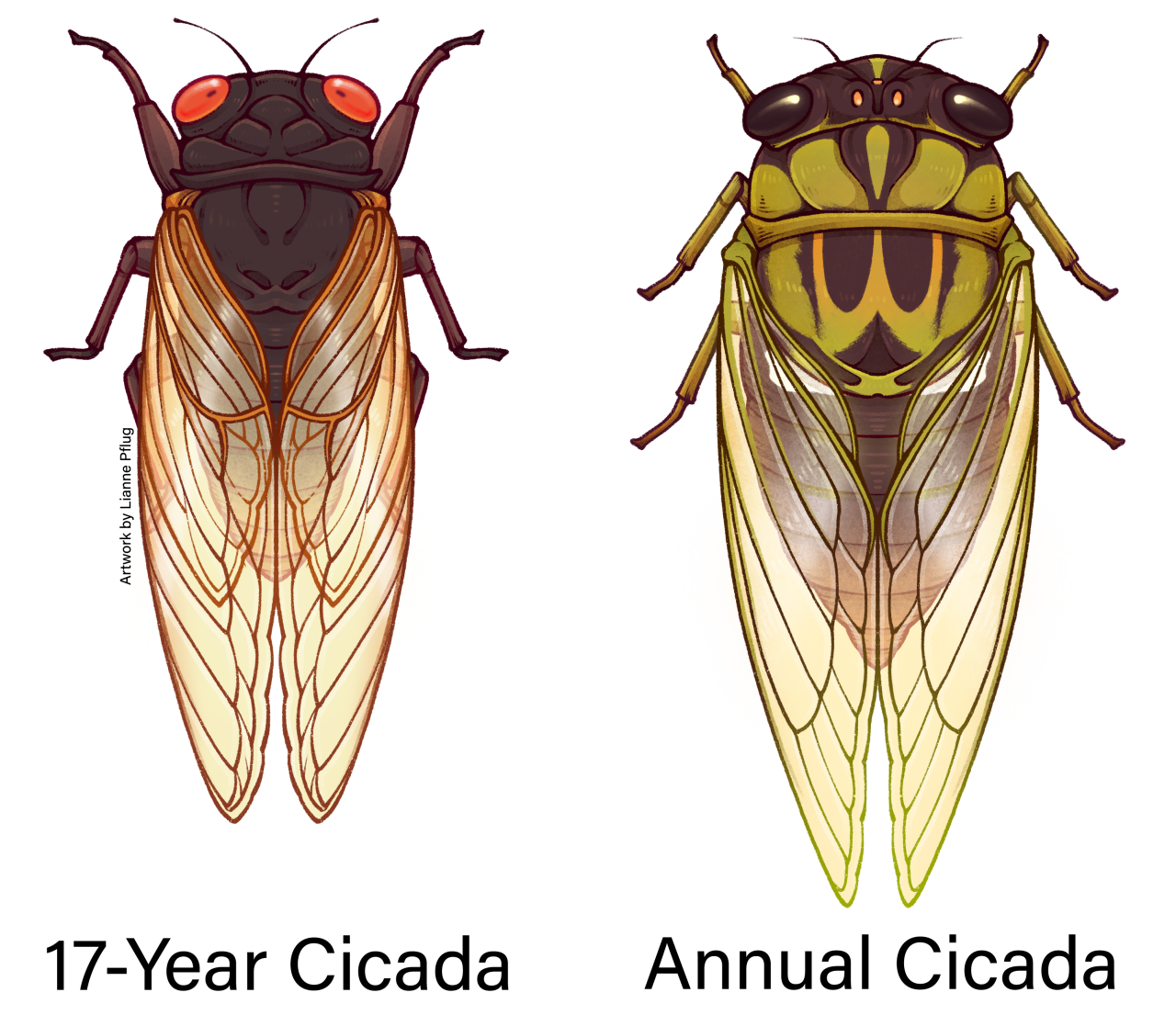 Historic and rare double emergence: Two special broods of cicada set to emerge in Indiana this summer