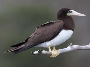 MARTINO: Spring Mill State Park has rare visitor